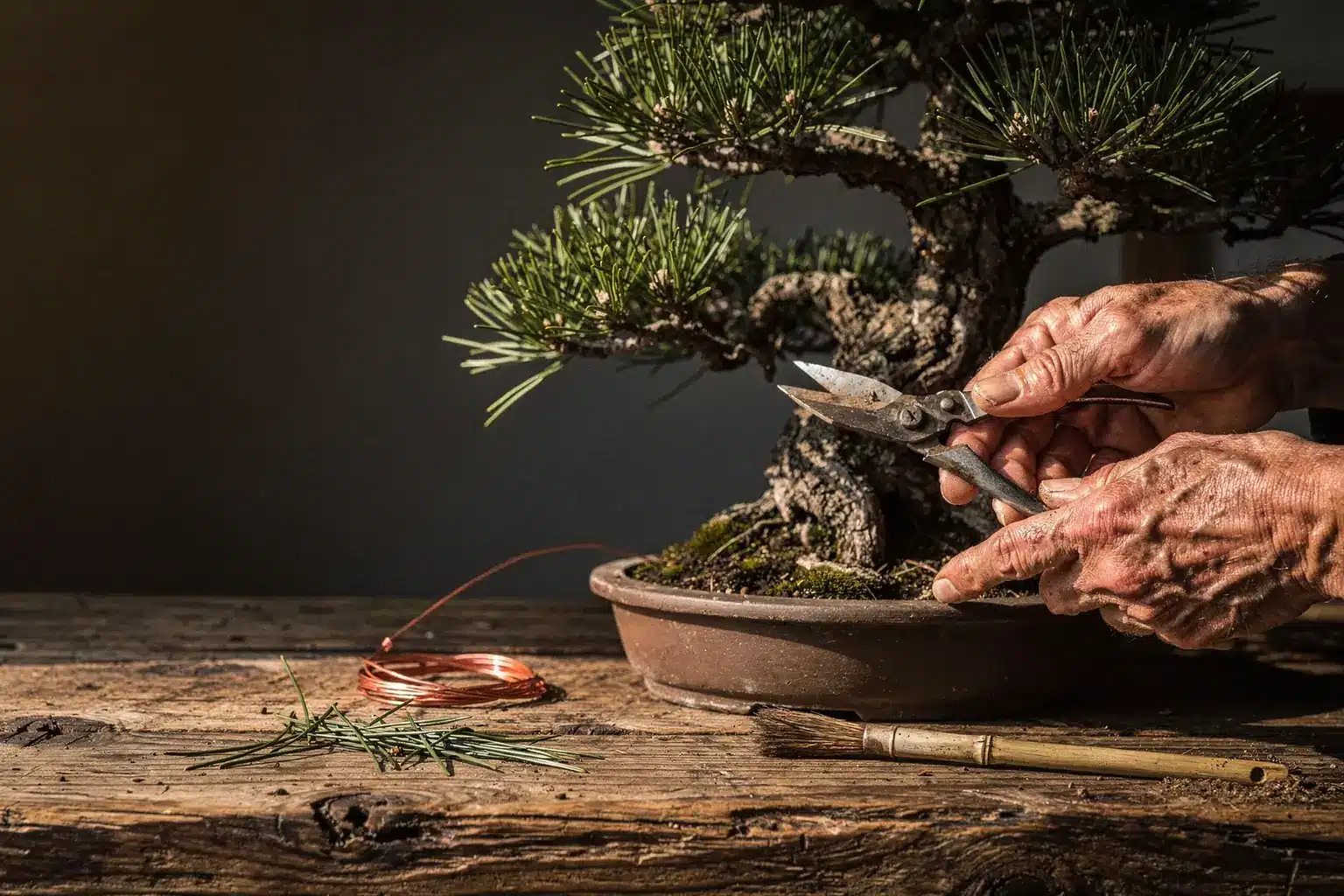 Ältere Hände schneiden mit einer Schere behutsam an einem Bonsai